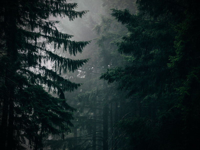 Sounds of Rain will Help you Relax and Sleep Better (Single)