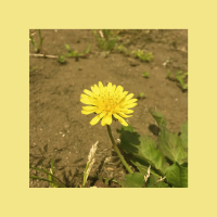 Dandelion (Single)