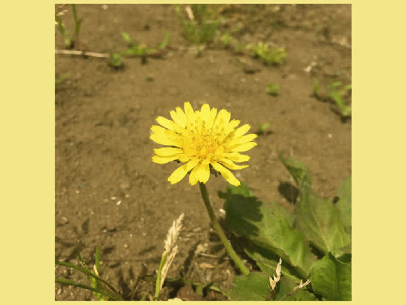 Dandelion (Single)