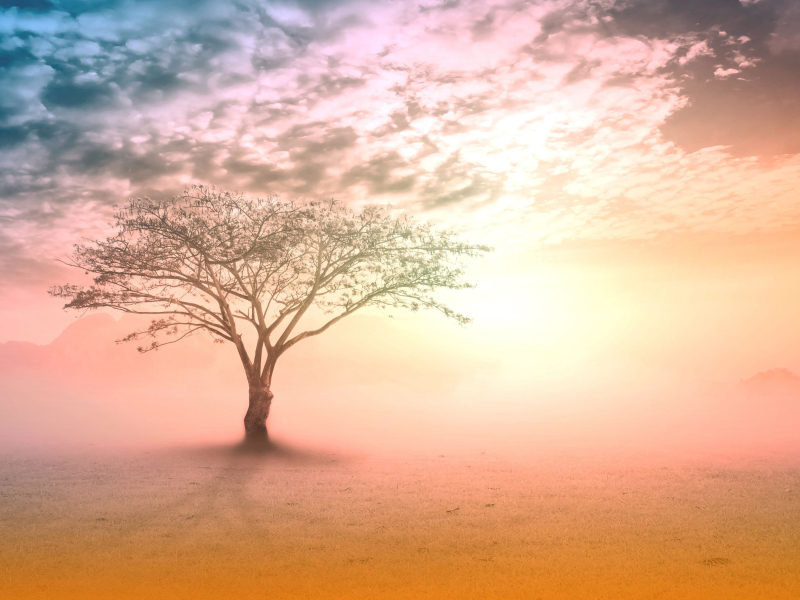 Healing Harp And Piano With Ambient Music And Soothing Nature Sounds For Deep Relaxation And Stress Relief (Single)