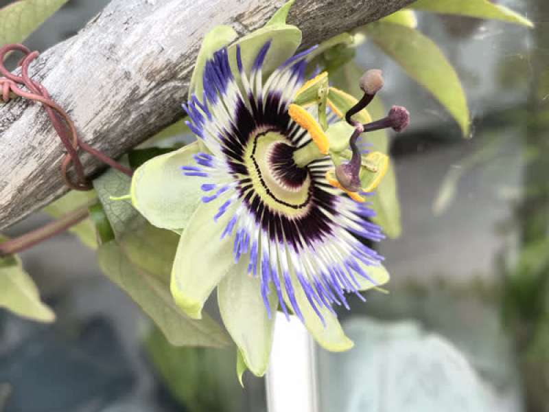 Lumpeenlehdellä (Single)