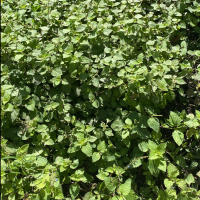 New Beginnings (Single)