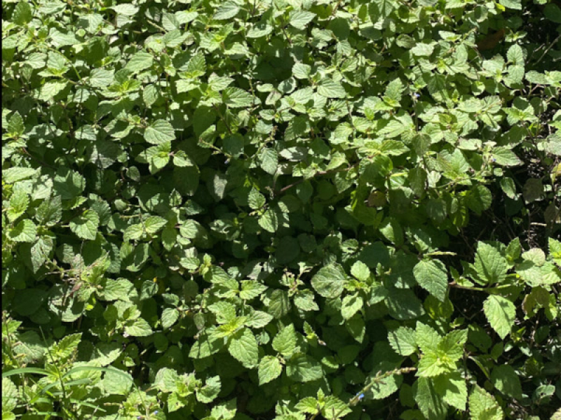 New Beginnings (Single)