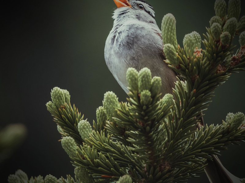 Sound of Bird Singing helps you Relax and Meditate (Single)