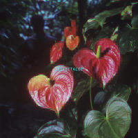 ilikeitalot (Single)