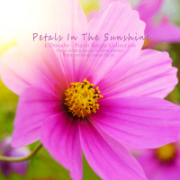 Petals reflected in the sun (Single)