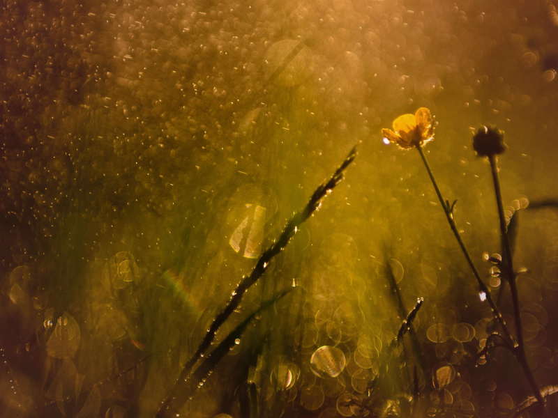 Summer Rain Sound for Meditation and Deep Relaxation (Single)