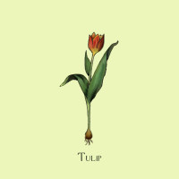 Tulip (Single)