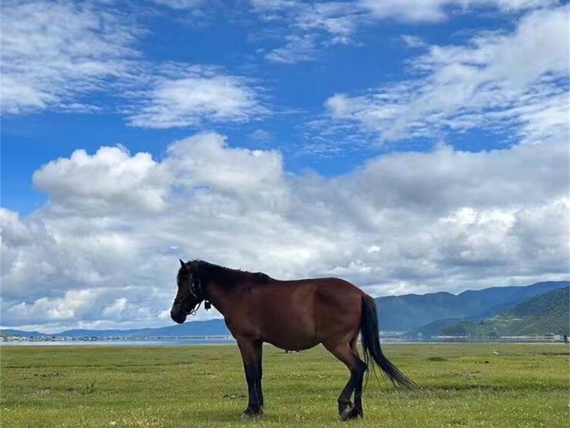 时光留不住青春岁月 (Single)