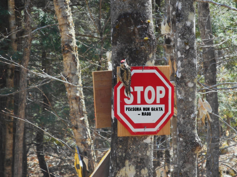 Persona non Grata (Single)