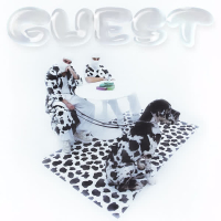 Guest (Single)