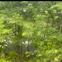 BUTTERFLY & BEES (Single)