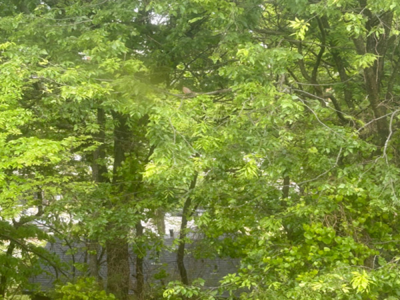 BUTTERFLY & BEES (Single)