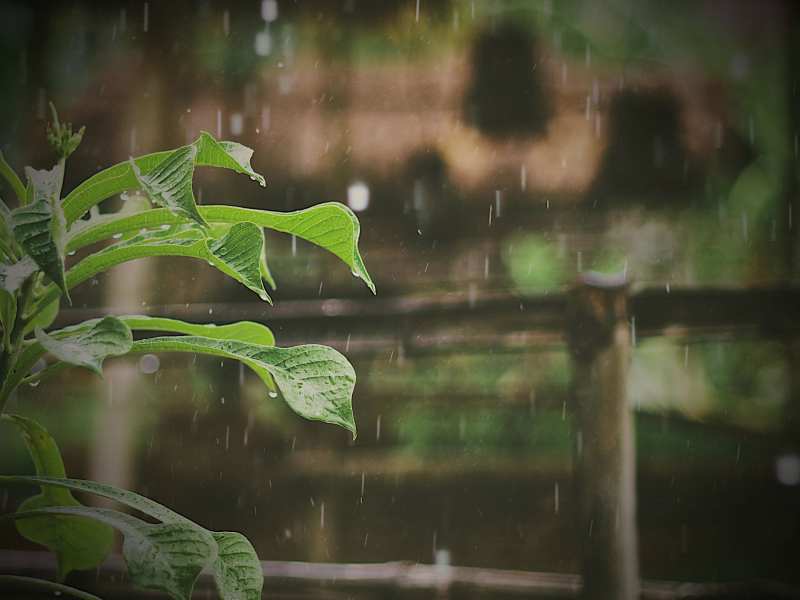 Fall Asleep and Relieve Insomnia with Relaxing Sounds of Rain (Single)