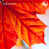 Autumn (Meditation) (Single)
