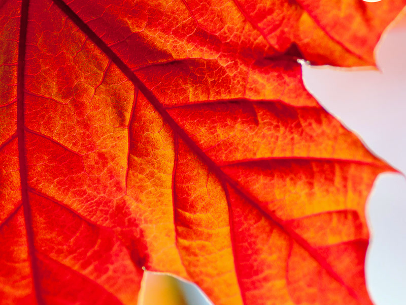 Autumn (Meditation) (Single)