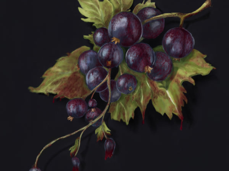 Вовчі Ягоди (Single)