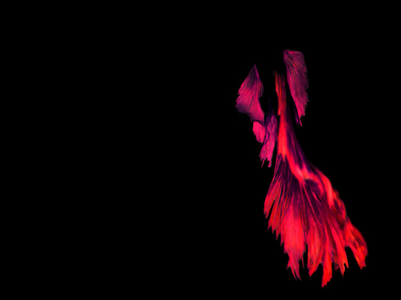 If The World Hates You - Dark Beach (Single)