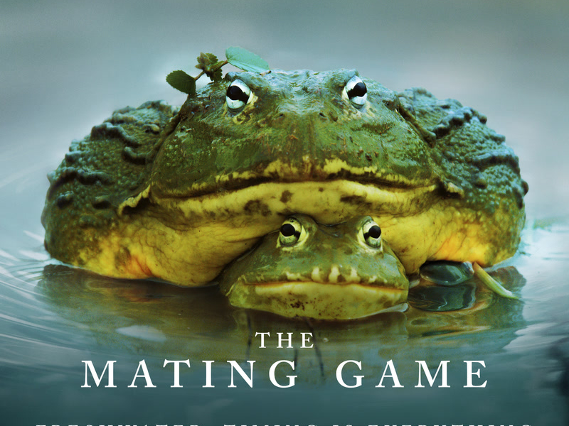 The Mating Game - Freshwater: Timing Is Everything (Original Television Soundtrack)