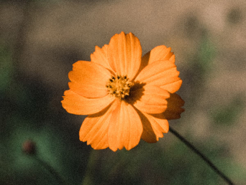 Before the Petals Fall (Single)