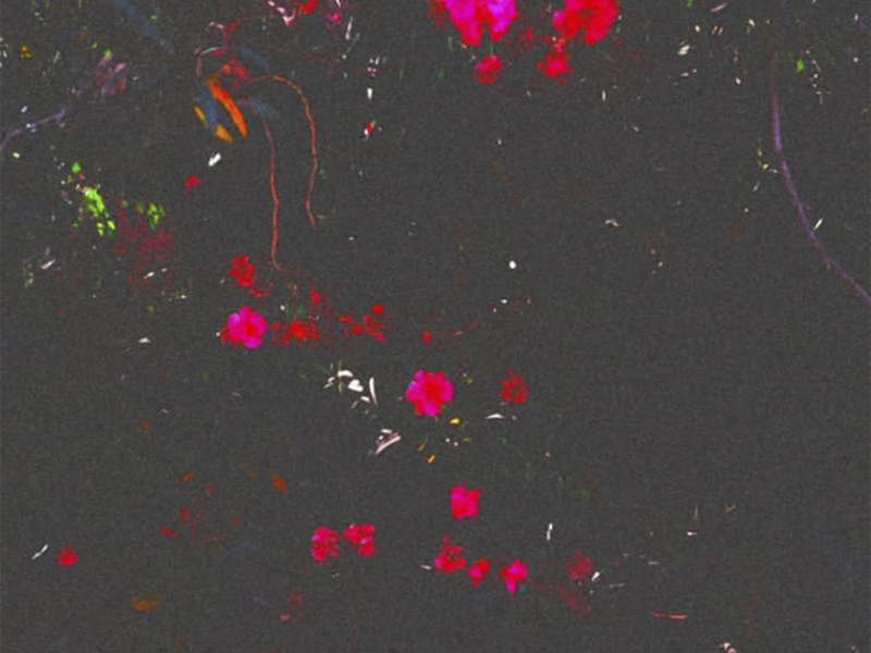 Secret Green (Single)