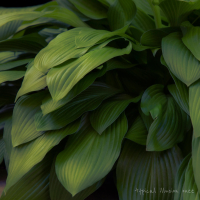 typical illusion (Single)