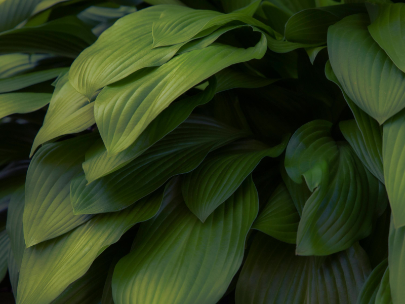 typical illusion (Single)