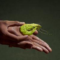 Eu, Camarão e Ela (EP)