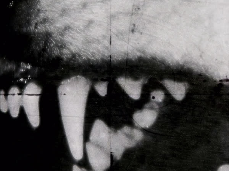 Cold Blooded (Single)