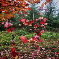 不灭的野火 (Single)