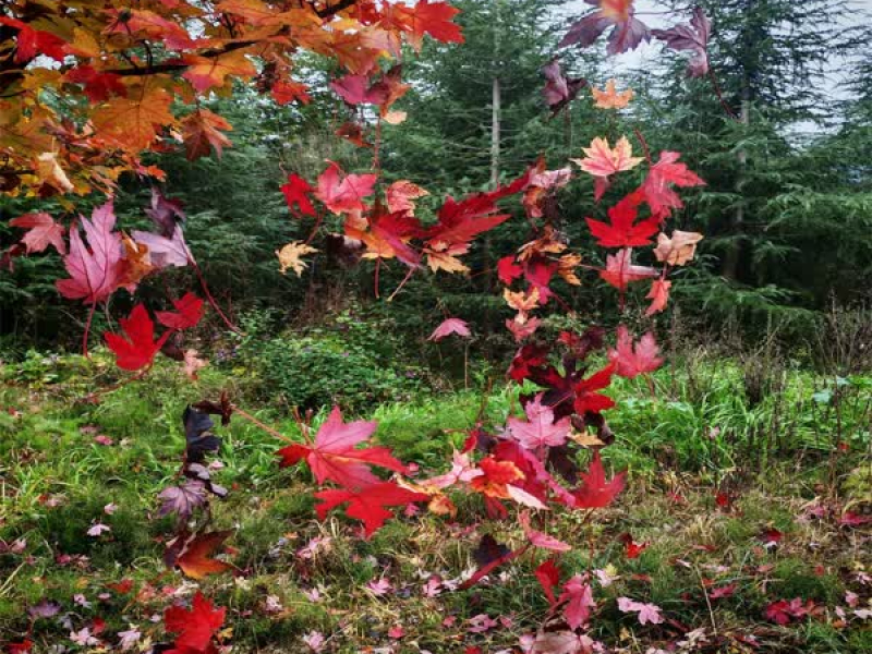 不灭的野火 (Single)