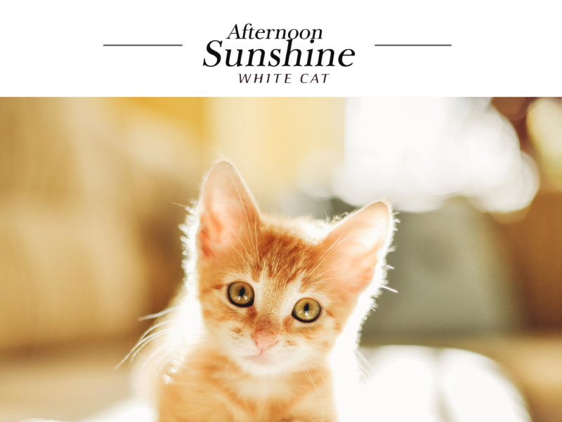 Afternoon Sunshine (Single)