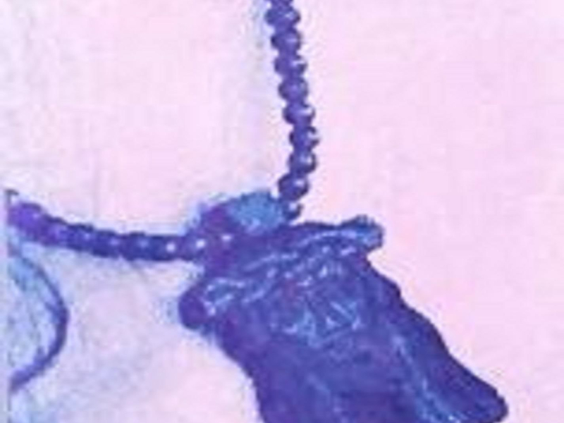 Puma (feat. King Dizzle) (Single)