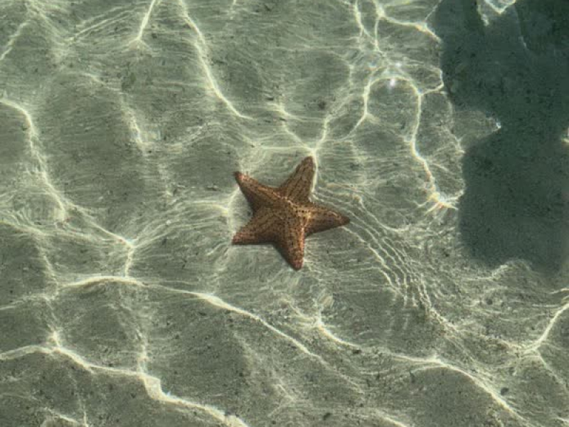 puddle star (Single)