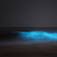 Bioluminescence (EP)