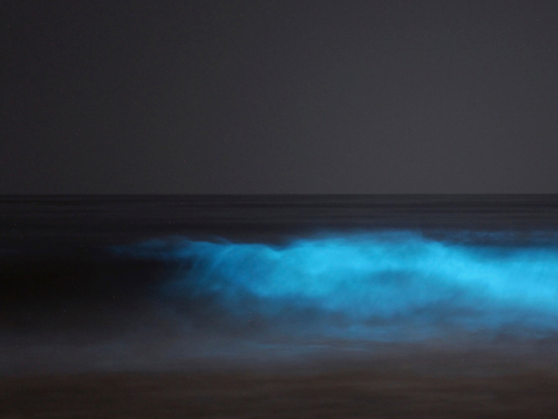 Bioluminescence (EP)