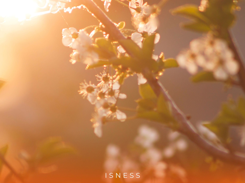Isness (Single)