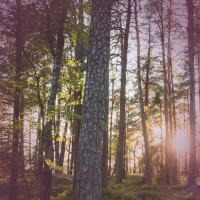 Summer Evening in Forest Sounds of Nature for Instant Relaxation (Single)