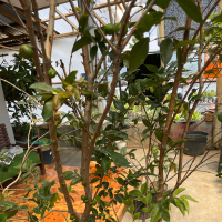 Aku Bebas Tanpamu (Acoustic) (Single)