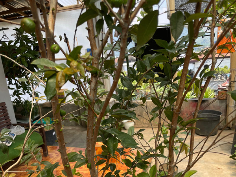 Aku Bebas Tanpamu (Acoustic) (Single)