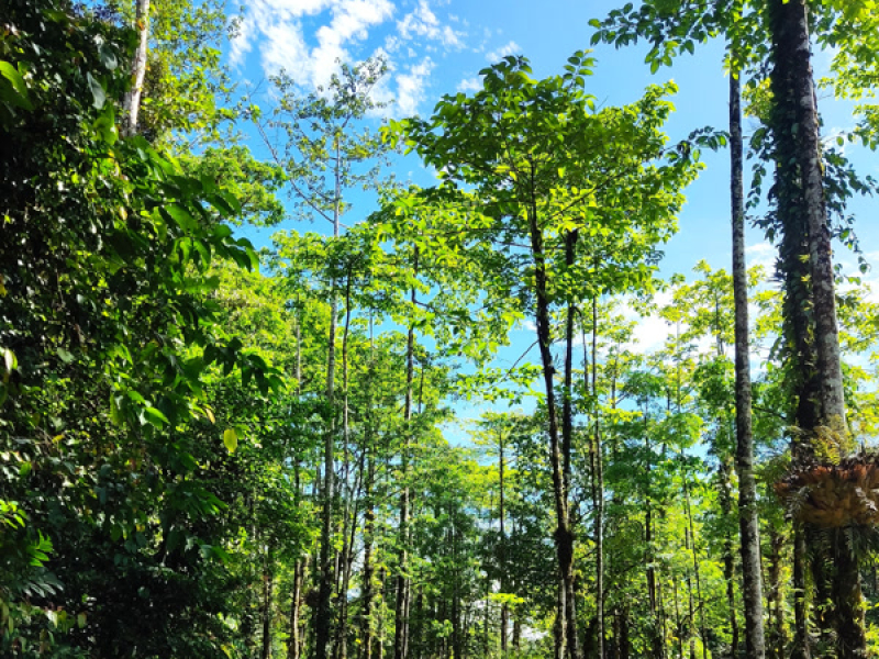 Pergi Meniggalkanku (Single)