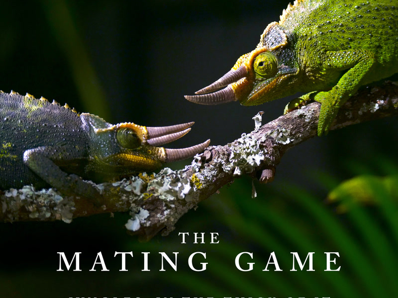 The Mating Game - Jungles: In The Thick Of It (Original Television Soundtrack)