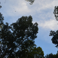 ALE DENG BETA (Single)