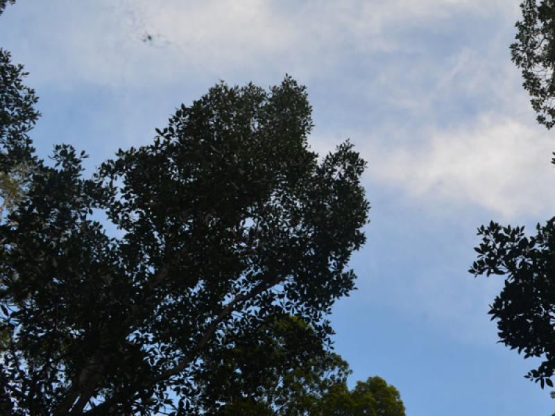 ALE DENG BETA (Single)