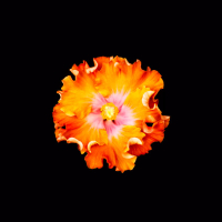 No Ves Tal Vez (Single)