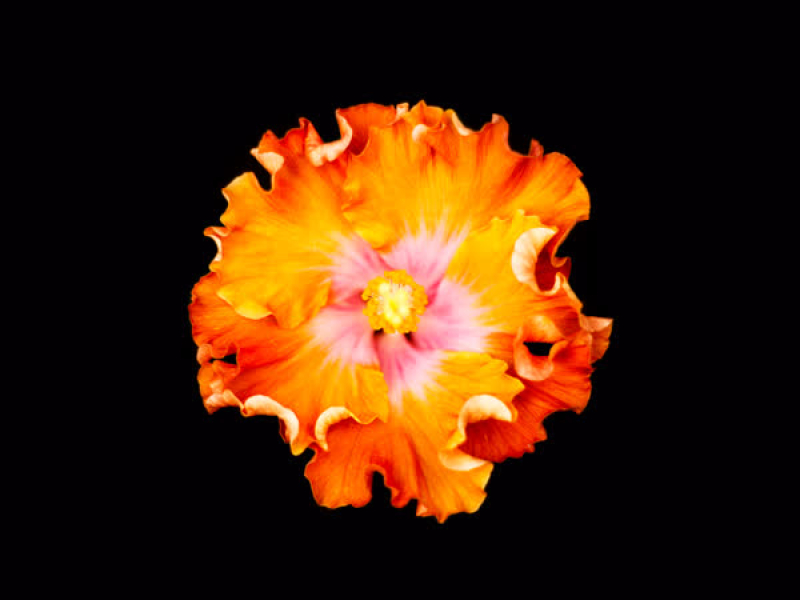 No Ves Tal Vez (Single)