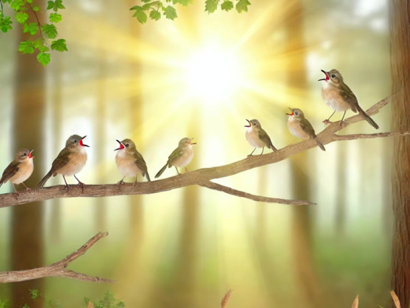 Little Birds Singing in the Morning, Peace in Nature