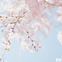 Blossom Machine (EP)