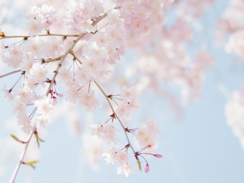 Blossom Machine (EP)