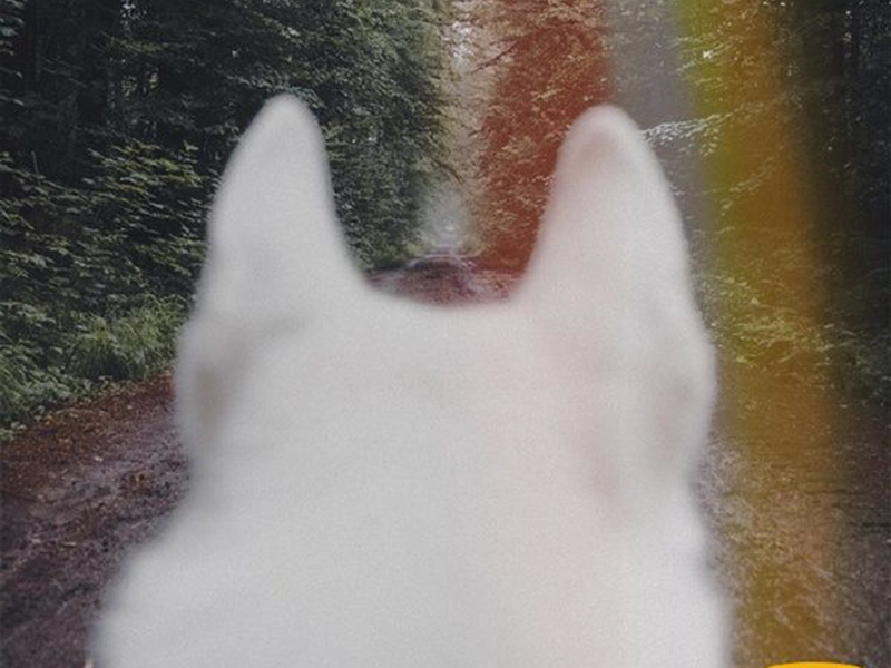 iN MY DREAM (Emart Music Challenge) (Single)